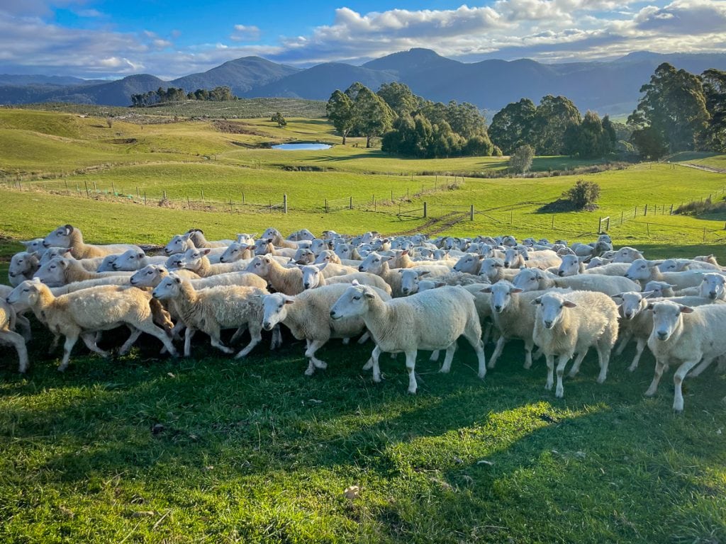 NZ sheep in a field. Pregnant Ewes whos lambs are about to recieve Numnuts®
